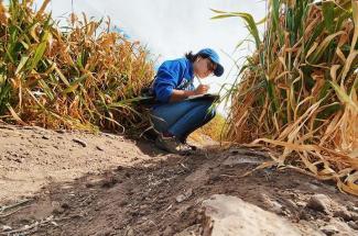 Photo of UK graduate student Cristina Castellano in a corn field 