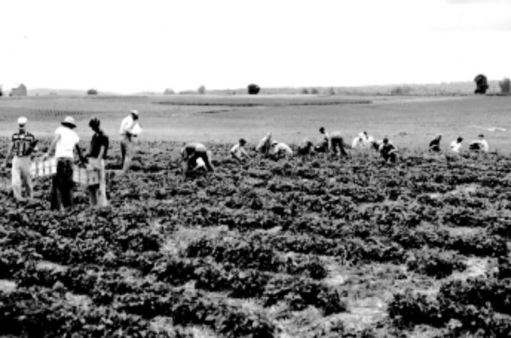 researchers in a field picking strawberries