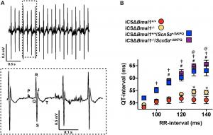 Deletion of Bmal1 in adult cardiomyocytes prolongs the QT-interval at longer RR-intervals