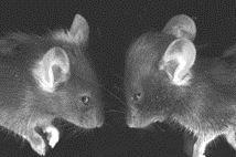 normal and hydrocephalus mice
