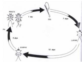 Fur mite life cycle