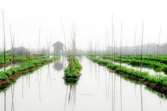 tomato field in Myanmar