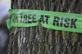 Tree at Risk
