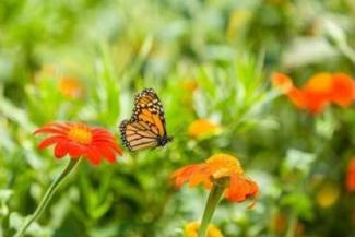 monarch butterfly in a Lexington garden