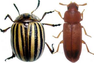 Colorado potato beetle (L) and Red Flour Beetle (R)