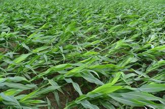 Corn loding in field