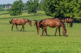 horses at Mill Ridge Farm