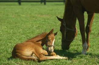 A foal and mare