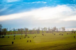 picture of cattle naturally practicing social distancing in an early spring Kentucky pasture
