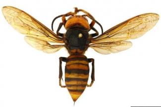 Picture of the Asian giant hornet, also known as the "murder hornet." 