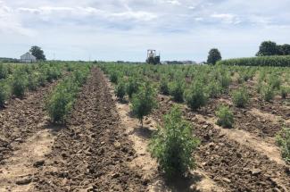 Picture of the Artemisia annua plants used in the UK trials are being grown right here in central Kentucky.