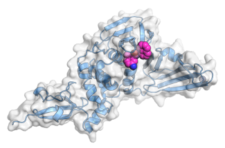 A model of CoV-2 papain-like protease in complex with inhibitor of SARS papain-like protease. Based on the Protein Data Bank entries 6wrh and 3e9s.