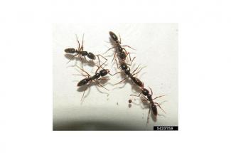 Photo of Asian needle ants