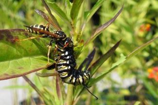 Photo of a European paper wasp attacks a monarch butterfly caterpillar. Photo by Daniel Potter, UK entomologist.