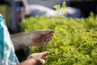Patrick Perry from the UK College of Agriculture, Food and Environment holding an Artemisia annua seedling grown at Spindletop Farm. UK Photo | Pete Comparoni