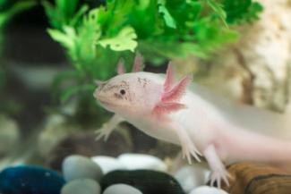 The UK study, which focuses on axolotl salamanders, gives insight into the evolution of limb development. Argument, iStock/Getty Images Plus.