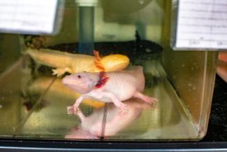 Through reconstructing an evolutionary history, a team from UK's Department of Biology discovered that genetic differences between axolotls and other salamanders from the region were almost indistinguishable. Photo courtesy of UK Research Communications.