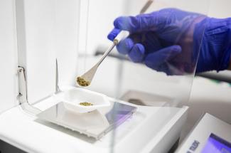 Based within the UK College of Medicine’s Center on Drug and Alcohol Research, the UK Cannabis Center will build upon research already taking place at UK. Arden Barnes | UK Photo.