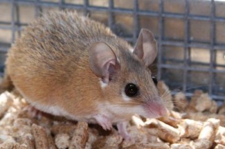 Spiny mice are known for their unique ability to regrow lost skin, restore function to a severed spinal cord and repair damaged heart tissue to effectively maintain heart function.