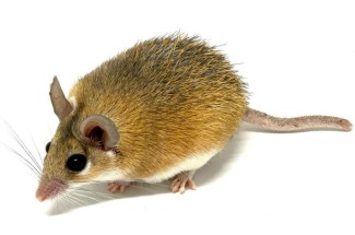 Spiny mice have the unique ability to regrow lost skin and regenerate musculoskeletal tissues in their body. Photo courtesy of Ashley Seifert.