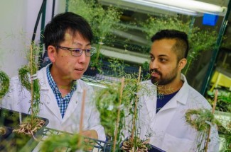 Tomokazu Kawashima, left, could help unlock the secrets of plant fertilization | Courtesy Matt Barton