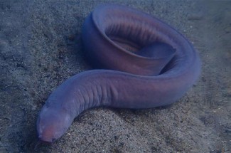 hagfish