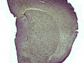 Microscope image of Slide4 turner cropped