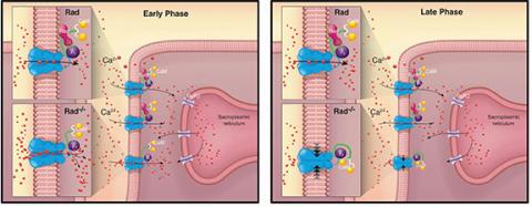 L-type channel inactivation balances the increased peak calcium current due to absence of Rad in cardiomyocytes