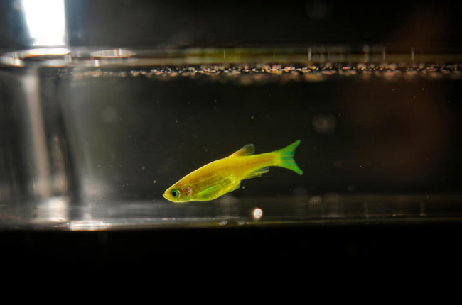 zebrafish in a tank