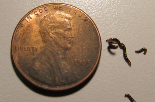 midges next to a U.S. penny